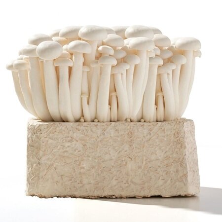 Mushroom Packaging (Mycelium)